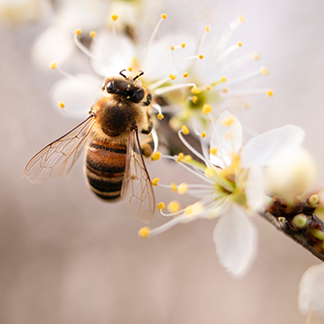 abeille